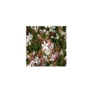 Gaura lindheimeri 'Whirling Butterflies' (Marie-Elise LIENNARD)