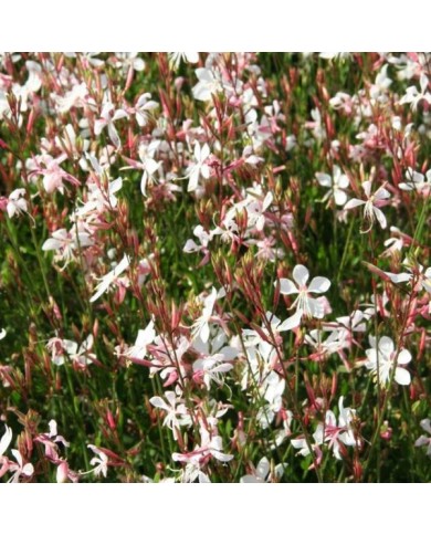 Gaura lindheimeri 'Whirling Butterflies' (Marie-Elise LIENNARD)