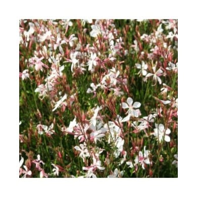 Gaura lindheimeri 'Whirling Butterflies' (Marie-Elise LIENNARD)