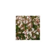 Gaura lindheimeri 'Whirling Butterflies' (Marie-Elise LIENNARD)