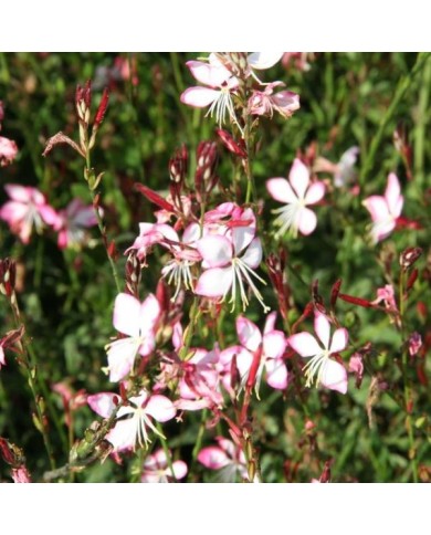 Gaura lindheimeri 'Rosyjane' (Marie-Elise LIENNARD)