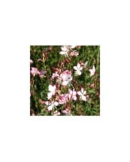 Gaura lindheimeri 'Rosyjane' (Marie-Elise LIENNARD)