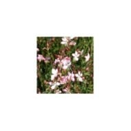 Gaura lindheimeri 'Rosyjane' (Marie-Elise LIENNARD)