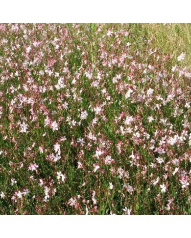 Gaura lindheimeri 'Rosyjane' (Marie-Elise LIENNARD)