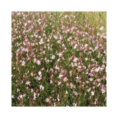 Gaura lindheimeri 'Rosyjane' (Marie-Elise LIENNARD)