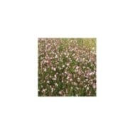 Gaura lindheimeri 'Rosyjane' (Marie-Elise LIENNARD)