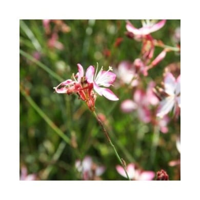 Gaura lindheimeri 'Freefolk Rosy' (Marie-Elise LIENNARD)