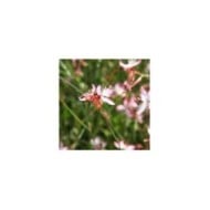 Gaura lindheimeri 'Freefolk Rosy' (Marie-Elise LIENNARD)