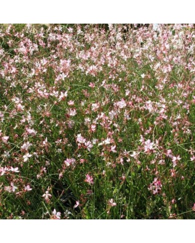Gaura lindheimeri 'Freefolk Rosy' (Marie-Elise LIENNARD)