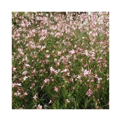 Gaura lindheimeri 'Freefolk Rosy' (Marie-Elise LIENNARD)