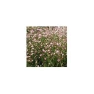 Gaura lindheimeri 'Freefolk Rosy' (Marie-Elise LIENNARD)