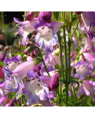 Penstemon 'Alice Hindley' (Laura Nolte / flickr.com)