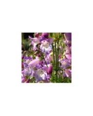 Penstemon 'Alice Hindley' (Laura Nolte / flickr.com)