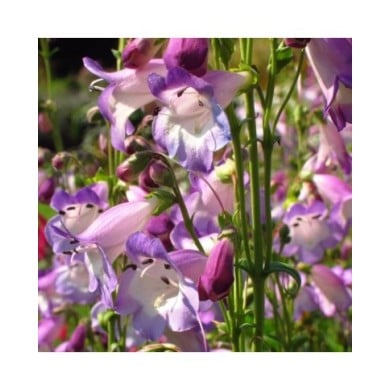 Penstemon 'Alice Hindley' (Laura Nolte / flickr.com)