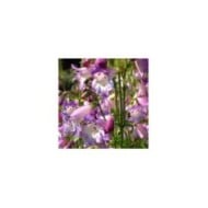 Penstemon 'Alice Hindley' (Laura Nolte / flickr.com)