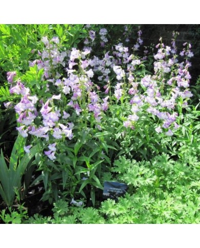Penstemon 'Alice Hindley' (Leonora (Ellie) Enking / flickr.com)