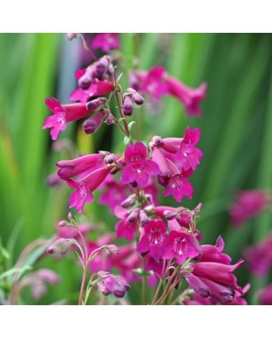 Penstemon 'Blackbird' (Alexandra / Adobe Stock)