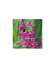 Penstemon 'Blackbird' (Alexandra / Adobe Stock)