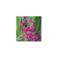 Penstemon 'Blackbird' (Alexandra / Adobe Stock)