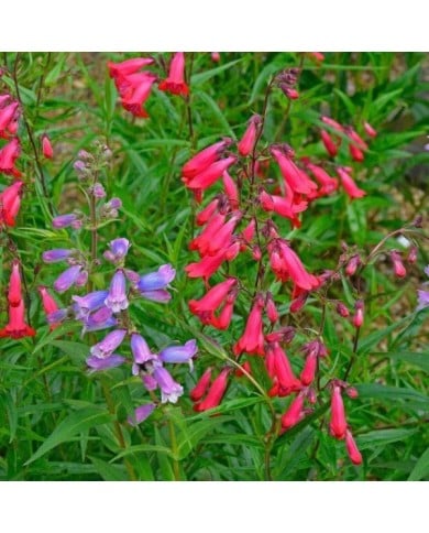 Penstemon 'Chester Scarlet' (Garden Guru / Adobe Stock)