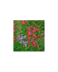 Penstemon 'Chester Scarlet' (Garden Guru / Adobe Stock)