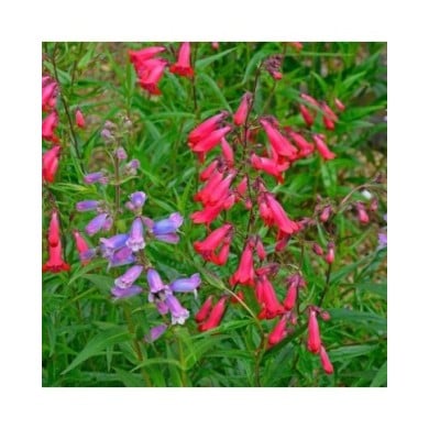 Penstemon 'Chester Scarlet' (Garden Guru / Adobe Stock)