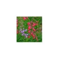 Penstemon 'Chester Scarlet' (Garden Guru / Adobe Stock)