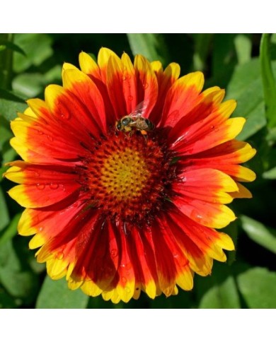Gaillardia 'Kobold' (imageBROKER / Adobe Stock)
