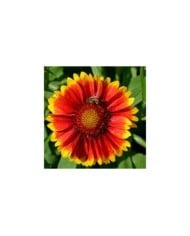Gaillardia 'Kobold' (imageBROKER / Adobe Stock)