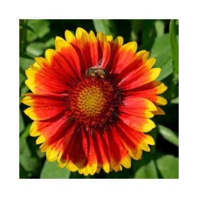 Gaillardia 'Kobold' (imageBROKER / Adobe Stock)
