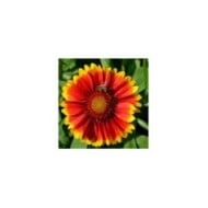 Gaillardia 'Kobold' (imageBROKER / Adobe Stock)