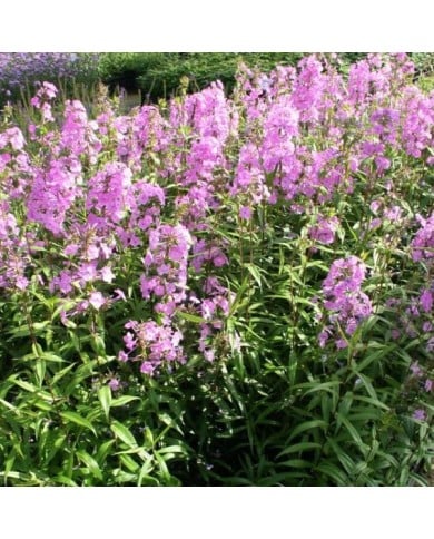 Phlox 'Alpha'  (Marie-Elise LIENNARD)