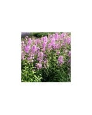 Phlox 'Alpha'  (Marie-Elise LIENNARD)