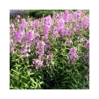 Phlox 'Alpha'  (Marie-Elise LIENNARD)