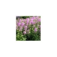 Phlox 'Alpha'  (Marie-Elise LIENNARD)