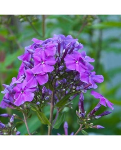 Phlox 'Amethyst' (Paniculata Group) (pal1983 / Adobe Stock)