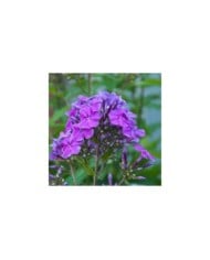 Phlox 'Amethyst' (Paniculata Group) (pal1983 / Adobe Stock)