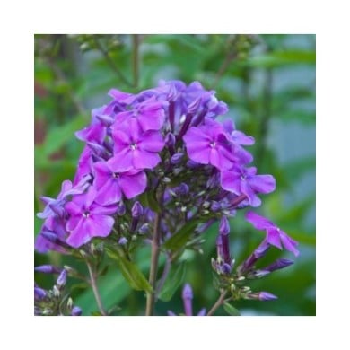 Phlox 'Amethyst' (Paniculata Group) (pal1983 / Adobe Stock)