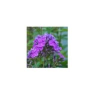 Phlox 'Amethyst' (Paniculata Group) (pal1983 / Adobe Stock)