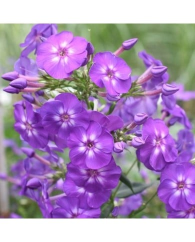 Phlox 'Blue Boy' (Paniculata Group) (Tanya / Adobe Stock)