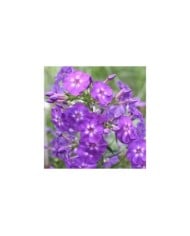 Phlox 'Blue Boy' (Paniculata Group) (Tanya / Adobe Stock)