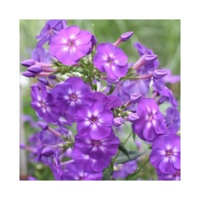 Phlox 'Blue Boy' (Paniculata Group) (Tanya / Adobe Stock)
