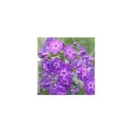 Phlox 'Blue Boy' (Paniculata Group) (Tanya / Adobe Stock)