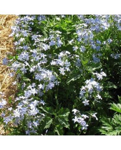 Phlox divaricata 'Clouds of Perfume' (Staudengärtnerei Forssman / flickr.com)