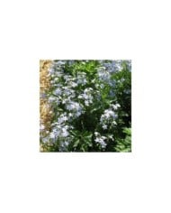 Phlox divaricata 'Clouds of Perfume' (Staudengärtnerei Forssman / flickr.com)