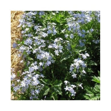 Phlox divaricata 'Clouds of Perfume' (Staudengärtnerei Forssman / flickr.com)