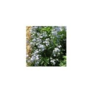 Phlox divaricata 'Clouds of Perfume' (Staudengärtnerei Forssman / flickr.com)