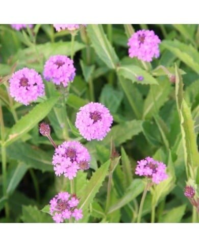 Verbena rigida (Marie-Elise LIENNARD)