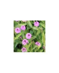 Verbena rigida (Marie-Elise LIENNARD)