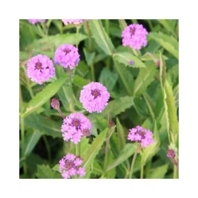 Verbena rigida (Marie-Elise LIENNARD)